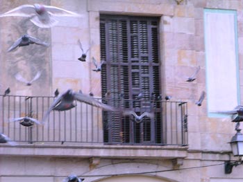 Palomas volando