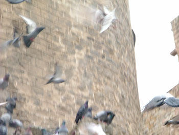 Palomas volando